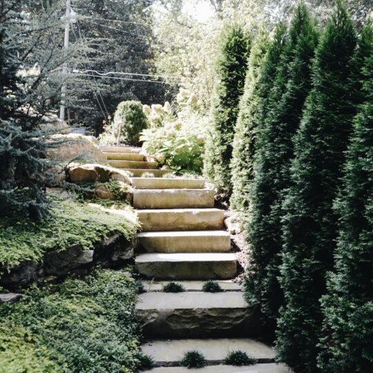 Stone steps lead upward through a lush garden, bordered by tall evergreens and dense greenery. The scene is dappled with sunlight, creating a serene and inviting atmosphere.